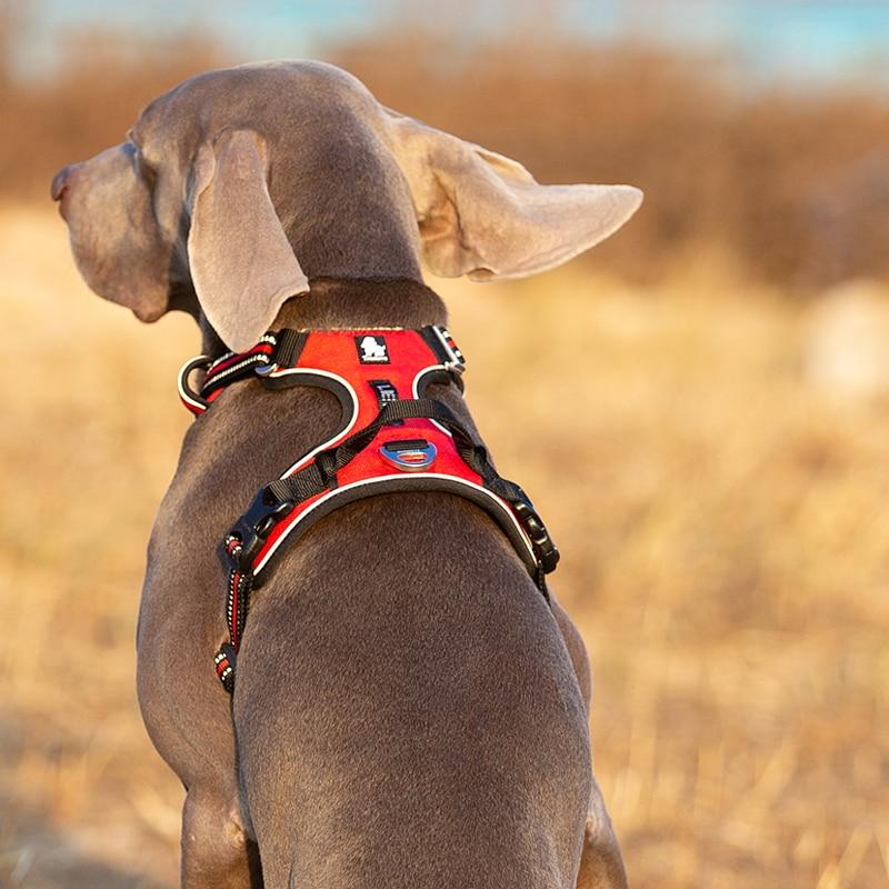 SafetyHarness™- Harnais pour animal de compagnie - Le domaine canin
